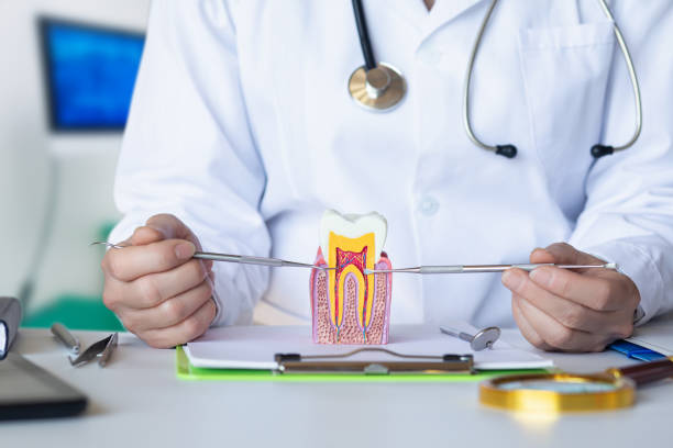 Best Broken or Chipped Tooth Repair in Citrus Park, AZ